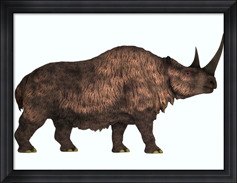 Framed Woolly Rhinoceros, an extinct mammal from the Pleistocene Period Print