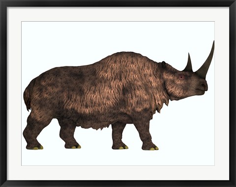 Framed Woolly Rhinoceros, an extinct mammal from the Pleistocene Period Print