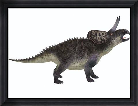 Framed Zuniceratops, a ceratopsian herbivore from the Cretaceous Period Print