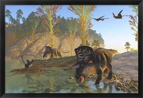 Framed Zuniceratops dinosaurs drinking water from a river Print