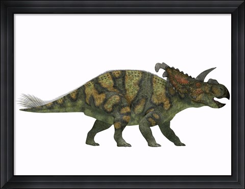 Framed Albertaceratops dinosaur from the Upper Cretaceous Era Print