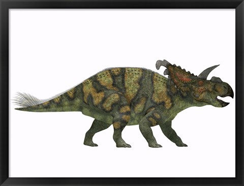 Framed Albertaceratops dinosaur from the Upper Cretaceous Era Print