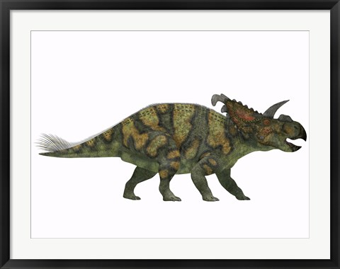 Framed Albertaceratops dinosaur from the Upper Cretaceous Era Print