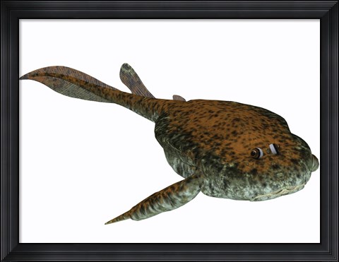 Framed Bothriolepis, a freshwater detritivore from the Devonian Period Print