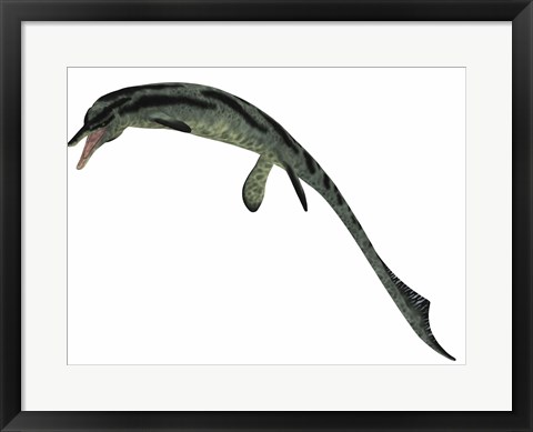 Framed Cymbospondylus, an early ichthyosaur from the Triassic Period Print