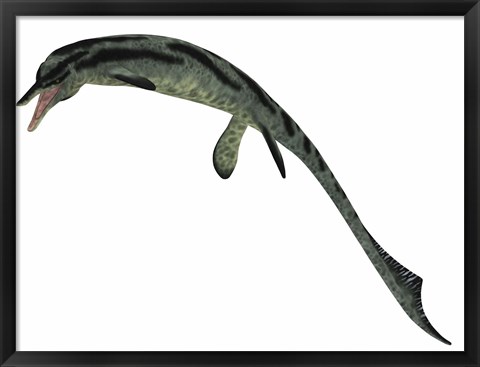 Framed Cymbospondylus, an early ichthyosaur from the Triassic Period Print