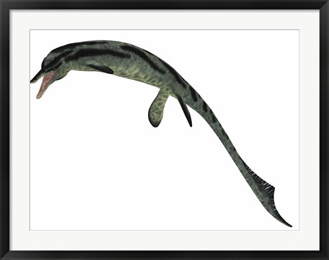 Framed Cymbospondylus, an early ichthyosaur from the Triassic Period Print