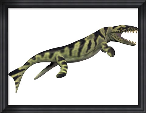 Framed Dakosaurus, white background Print