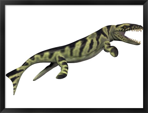 Framed Dakosaurus, white background Print