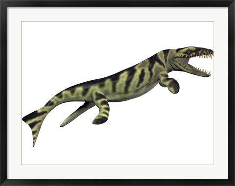 Framed Dakosaurus, white background Print