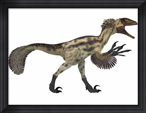 Framed Deinonychus, a carnivorous dinosaur from the early Cretaceous Period Print