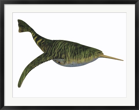 Framed Doryaspis is an extinct genus of primitive jawless fish Print