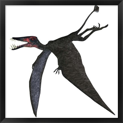 Framed Dorygnathus, a genus of pterosaur from the Jurassic Period Print