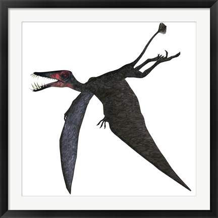 Framed Dorygnathus, a genus of pterosaur from the Jurassic Period Print