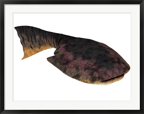 Framed Drepanaspis is an extinct species of primitive jawless fish Print