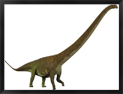 Framed Mamenchisaurus, a sauropod dinosaur Print
