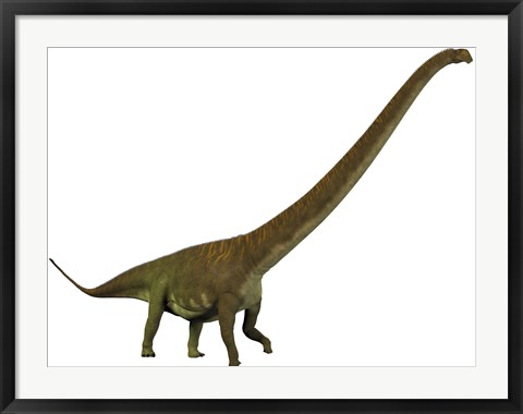 Framed Mamenchisaurus, a sauropod dinosaur Print