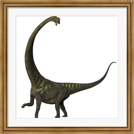 Framed Mamenchisaurus, a plant-eating sauropod dinosaur Print