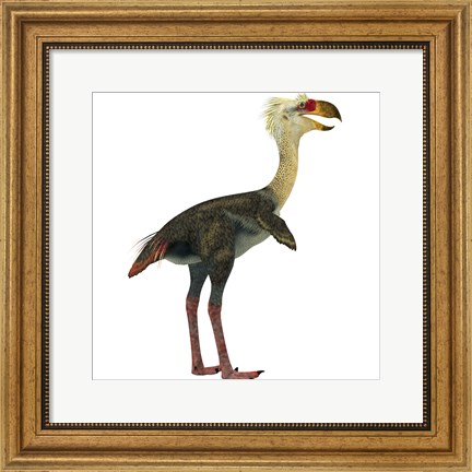 Framed Phorusrhacos, an extinct genus of flightless predatory birds Print