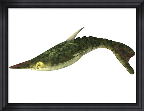 Framed Pteraspis is an extinct genus of jawless fish Print