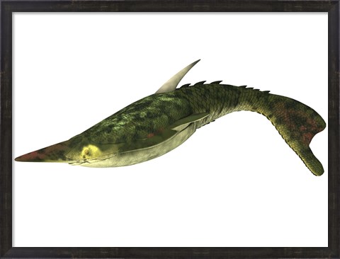 Framed Pteraspis is an extinct genus of jawless fish Print