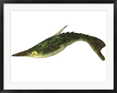 Framed Pteraspis is an extinct genus of jawless fish Print