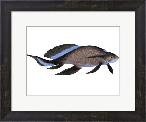 Framed Scaumenacia is an extinct genus of lobe-finned fish Print