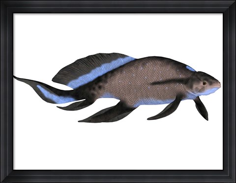 Framed Scaumenacia is an extinct genus of lobe-finned fish Print