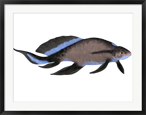 Framed Scaumenacia is an extinct genus of lobe-finned fish Print