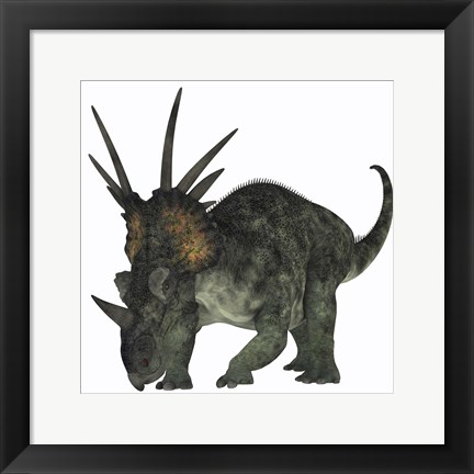 Framed Styracosaurus, a herbivorous ceratopsian dinosaur Print