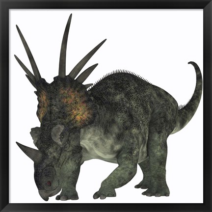 Framed Styracosaurus, a herbivorous ceratopsian dinosaur Print