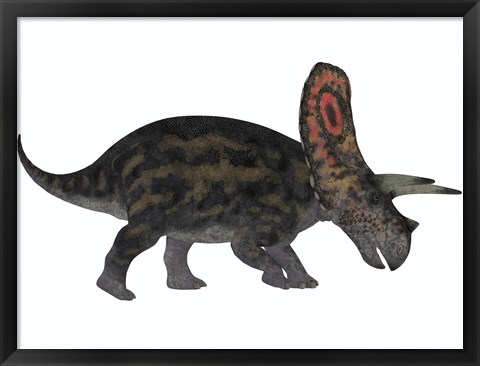 Framed Torosaurus, a herbivorous dinosaur from the Late Cretaceous Print