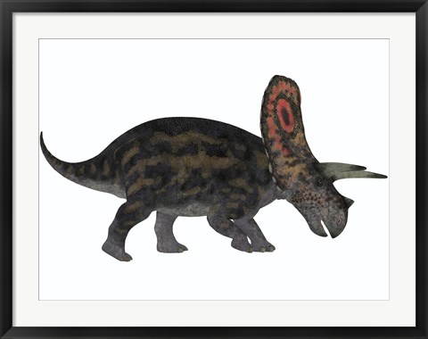 Framed Torosaurus, a herbivorous dinosaur from the Late Cretaceous Print