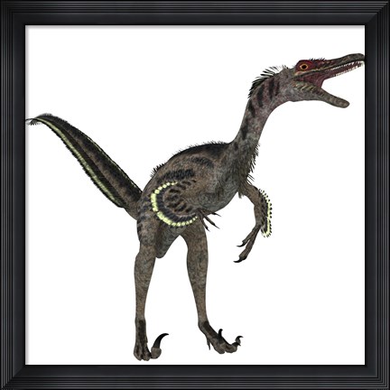 Framed Velociraptor, a theropod dinosaur from the late Cretaceous Period Print