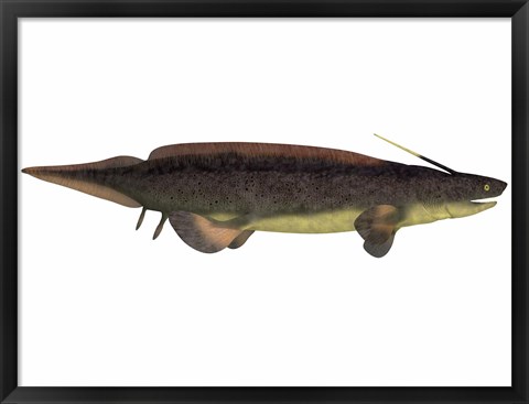 Framed Xenacanthus, a prehistoric shark from the Devonian and Triassic Period Print