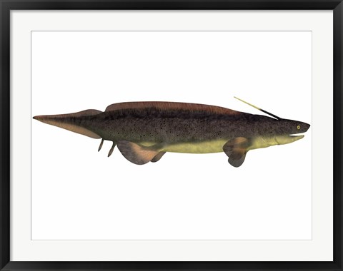 Framed Xenacanthus, a prehistoric shark from the Devonian and Triassic Period Print