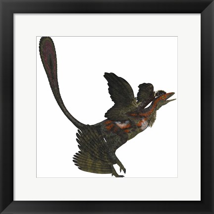 Framed Microraptor, an extinct small flying dinosaur from the Cretaceous Period Print
