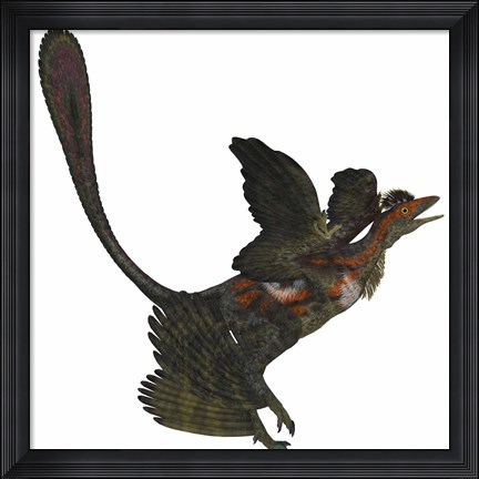 Framed Microraptor, an extinct small flying dinosaur from the Cretaceous Period Print
