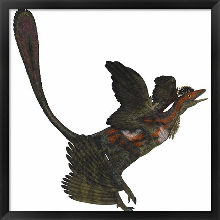 Framed Microraptor, an extinct small flying dinosaur from the Cretaceous Period Print