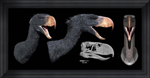 Framed Head reconstruction of Andalgalornis steulleti Print