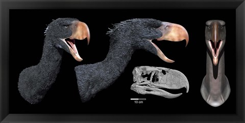 Framed Head reconstruction of Andalgalornis steulleti Print