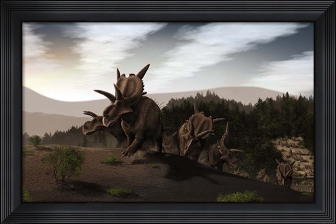 Framed Herd of Xenoceratops foremostensis from the Cretaceous Period Print