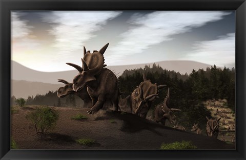 Framed Herd of Xenoceratops foremostensis from the Cretaceous Period Print