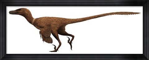 Framed Velociraptor mongoliensis was a mid-sized dinosaur from the Cretaceous Period Print