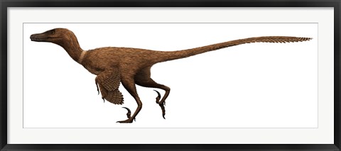 Framed Velociraptor mongoliensis was a mid-sized dinosaur from the Cretaceous Period Print