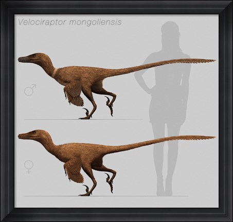 Framed Size comparison of Velociraptor mongoliensis to a human Print