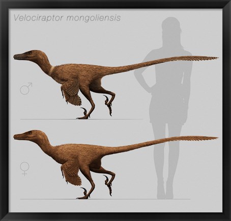 Framed Size comparison of Velociraptor mongoliensis to a human Print