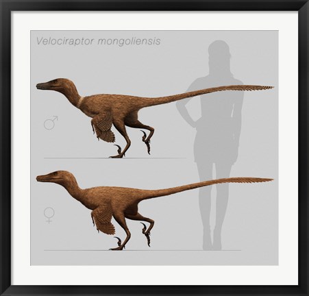 Framed Size comparison of Velociraptor mongoliensis to a human Print