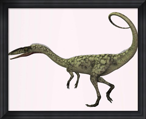 Framed Coelophysis bauri dinosaur from the Triassic Period Print