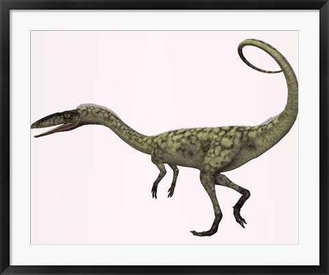 Framed Coelophysis bauri dinosaur from the Triassic Period Print